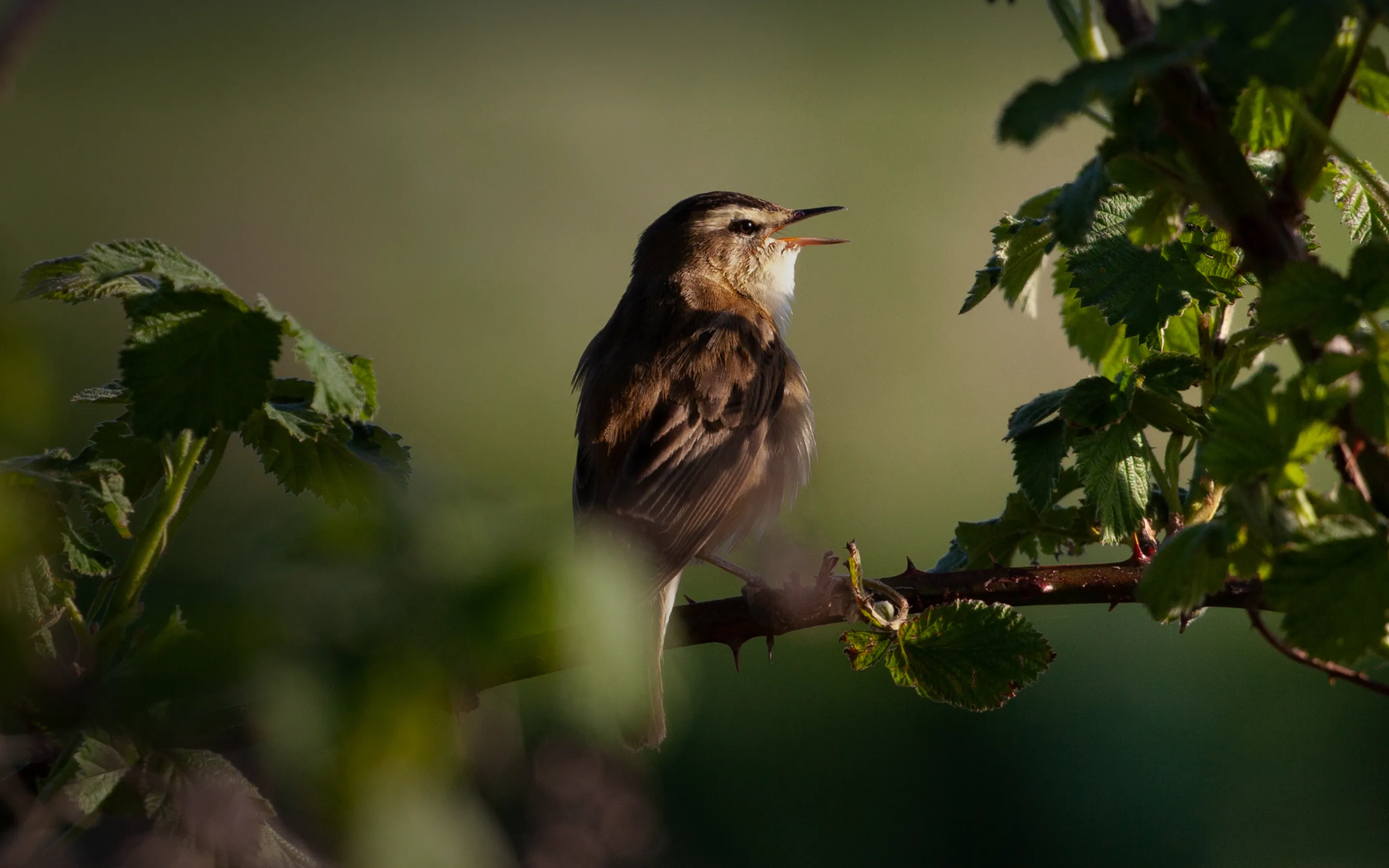 ความหลากหลายทางชีวภาพ